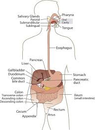 true digestive diagram labeled gi tract flow chart a flow