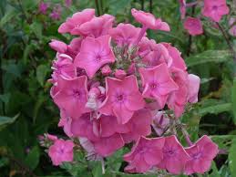 Schone Blumen Schone Blumen Blumen Garten