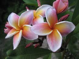 The Plumeria Lurline Thai Hybrid Plumeria Flowers Plumeria Amazing Flowers