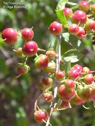 Image result for Lawsonia inermis