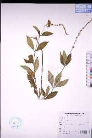 Image result for Lysimachia ruhmeriana
