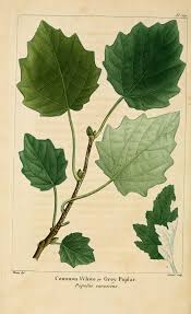 Image result for Populus ×  canescens