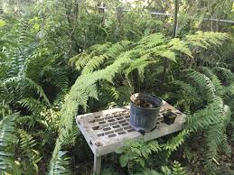 Image result for Ctenitis