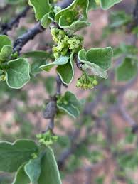 Image result for Afrocanthium ngonii