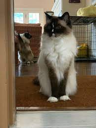 Lifespan Of A Ragdoll Cat How Long Do Ragoll Cats Live For