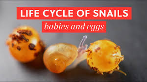 Some snails lay them all at once while others spread them around. Life Cycle Of Garden Snails Mating Eggs Babies Bao After Work Youtube