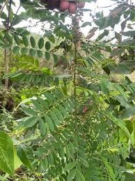 Image result for Indigofera arrecta