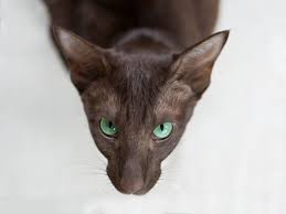 Oriental, siamese & balinese cats, north america has 4,344 members. Oriental Shorthair Price Range Oriental Shorthair Kittens For Sale Cost