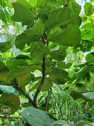 Image result for Ficus pseudomangifera