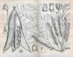 Image result for Entandrophragma caudatum