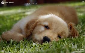 Look at pictures of golden retriever puppies who need a home. My Golden Retriever Cute Dog Puppy Wallpapers