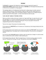 7 Enzyme Reading And Worksheet Reading Worksheets Reading Comprehension Worksheets Graphing Worksheets