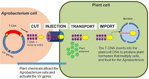 Check spelling or type a new query. Agrobacterium Soil Microbe Plant Pathogen And Natural Genetic Engineer Frontiers For Young Minds