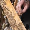 One popular method on how to get rid of termites involves treating the soil around your house with a termite insecticide, such as imidacloprid or fipronil. 3