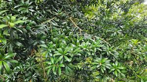 Image result for Podocarpus latifolius