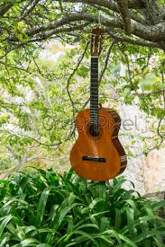 Download and print in pdf or midi free sheet music for the hanging tree by james newton howard arranged by gabsd for guitar (solo). Guitar Hanging In Tree Stock Photo Crushpixel