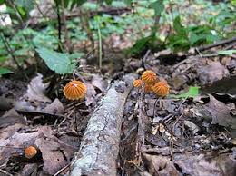 Image result for Marasmius siccus