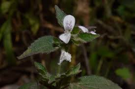 Image result for Hypoestes triflora