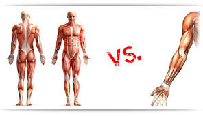 full body workout vs split routine in