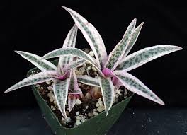 Image result for Ledebouria Unidentified sp. no3.