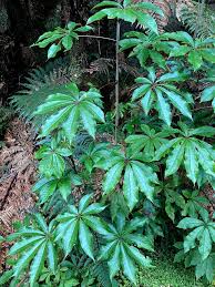 Image result for Neocussonia umbellifera