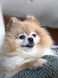 pomlife pomeranian best dog photos dogs and puppies cute animals