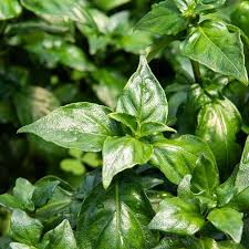 Image result for Rungia