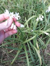 Image result for Oxyanthus troupinii