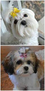 Groom Dog At Home With Clippers Video Instructions Dog Grooming Dog Care Dog Clippers