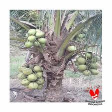 Dalam bahasa mudah ia ialah habuk sabut kelapa. Jual Kebunbibitbuah Com Kelapa Pandan Wangi Hijau Bibit Tanaman Terbaru Juni 2021 Blibli
