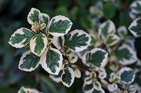 Image result for Syncolostemon