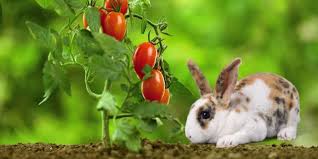 The tomato is the edible berry of the plant solanum lycopersicum, commonly known as a tomato plant. Can Rabbits Eat Tomatoes Vital Nutritional Information Hutch And Cage