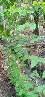 Boleh jimat tanah, ruang dan mudah nak basuh kalau ada. Kebun Fertigasi Facebook