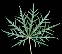 Image result for Jatropha multifida