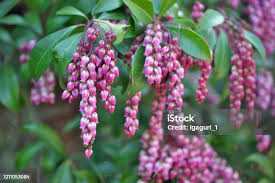 Image result for Pieris japonský debutante obrázek