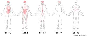 This pipeline is designed to generate an atlas of the spinal cord based on electron microscopy images. Molecules Free Full Text Overview Of Radiolabeled Somatostatin Analogs For Cancer Imaging And Therapy Html