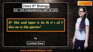 There would also be no lysosomes, which are responsible for breaking down waste products to keep the cell from. Q4 What Will Happen To The Life Of A Cell If There Was No Golgi Apparatus Youtube