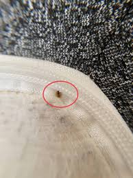 Image result for bedbugs on mattress