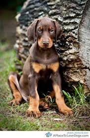 Cute Black And Brown Puppy Breeds New To Boards Doberman Puppy Doberman Dogs Dog Breeds