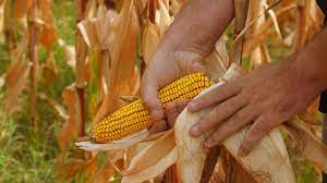 How To Grow Popcorn And The Best Way To Pop It Grow Popcorn Growing Sweet Corn Growing