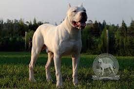 My Next Dogdogo Argentino - Argentine Dogo The Original Us Breeder Big Dog Breeds Dogo Argentino Dogs 101