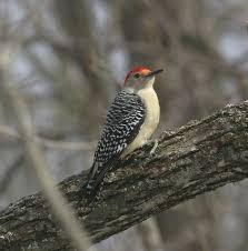 Birds Of The Southwest Red Bellied Woodpecker Ohio Birds Birds Bird Photo