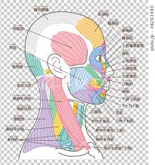 The muscles of the face are unique among groups of muscles in the body. Name Of Muscles Around Face And Neck Side Stock Illustration 48263489 Pixta