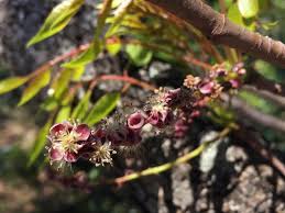 Image result for Sclerocarya birrea