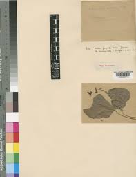 Image result for Rhynchosia sublobata