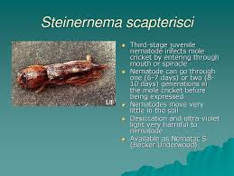 The southern mole cricket, neoscapteriscus. Biological Control Of The Mole Cricket Ppt Download