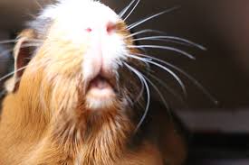 Mehr als 695 kleintiere tieranzeigen. Meerschweinchen Essen Auch Im Dunkeln Nagerguide De