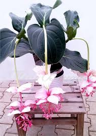 Pin On Flower