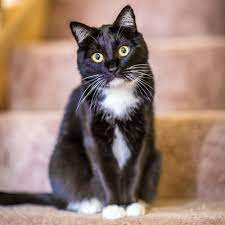 Black And White Cat Names 145 Creative Name Ideas Daily Paws