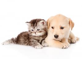 We are good old friends. Kitten And Puppy Poster By Naso Displate In 2021 Cute Cats And Dogs Kittens And Puppies Cute Kitten Gif